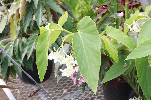 B. ‘Kewensis ’